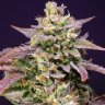 Семена каннабиса  Bars feminised Bang Seeds Семена каннабиса  Bars feminised Bang Seeds