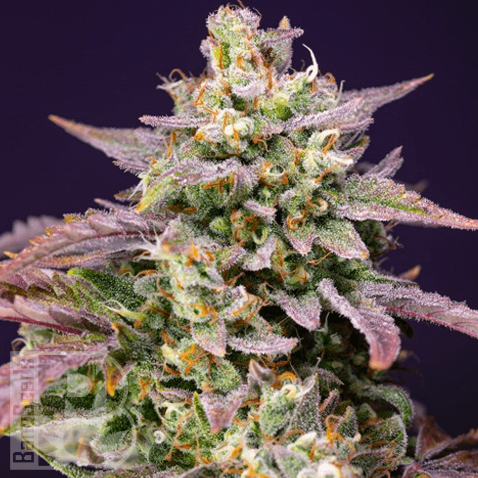 Семена каннабиса  Bars feminised Bang Seeds Семена каннабиса  Bars feminised Bang Seeds