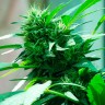 семена конопли Nibiru feminised Ganja Seeds семена конопли Nibiru feminised Ganja Seeds