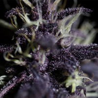Auto Dark Purple feminised Ganja Seeds