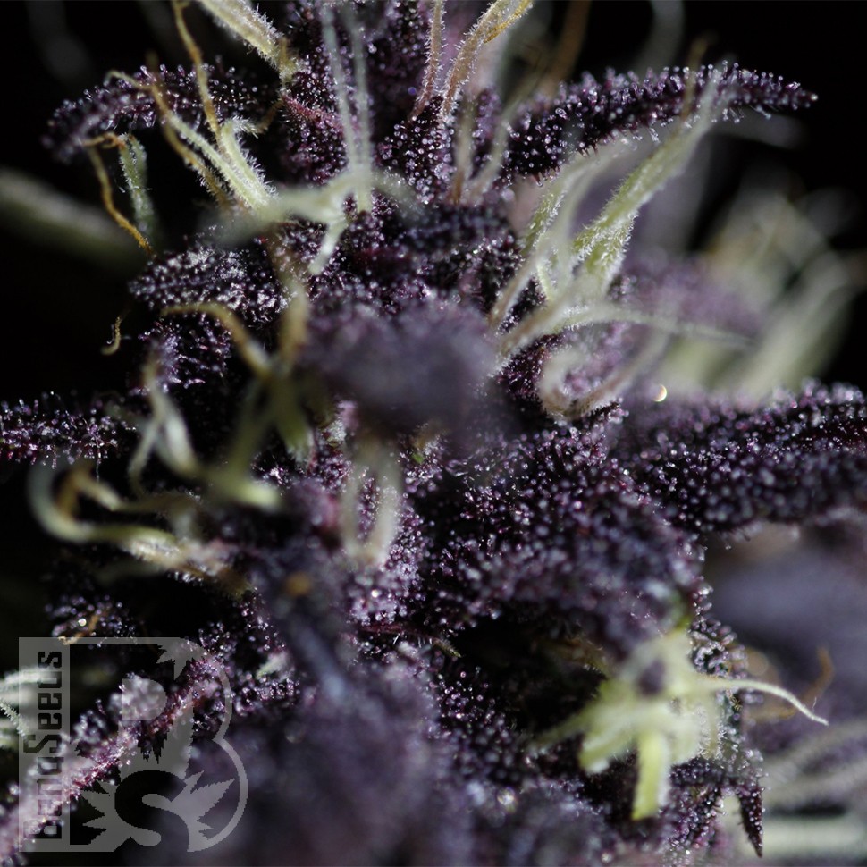 Семена марихуаны  Auto Dark Purple feminised Ganja Seeds