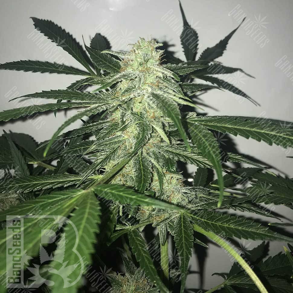 Deimos feminised Ganja Seeds Deimos feminised Ganja Seeds