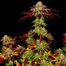 Семена конопли  Auto Mintz feminised Ganja Seeds Семена конопли  Auto Mintz feminised Ganja Seeds
