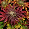 Семена конопли  Auto Mintz feminised Ganja Seeds Семена конопли  Auto Mintz feminised Ganja Seeds