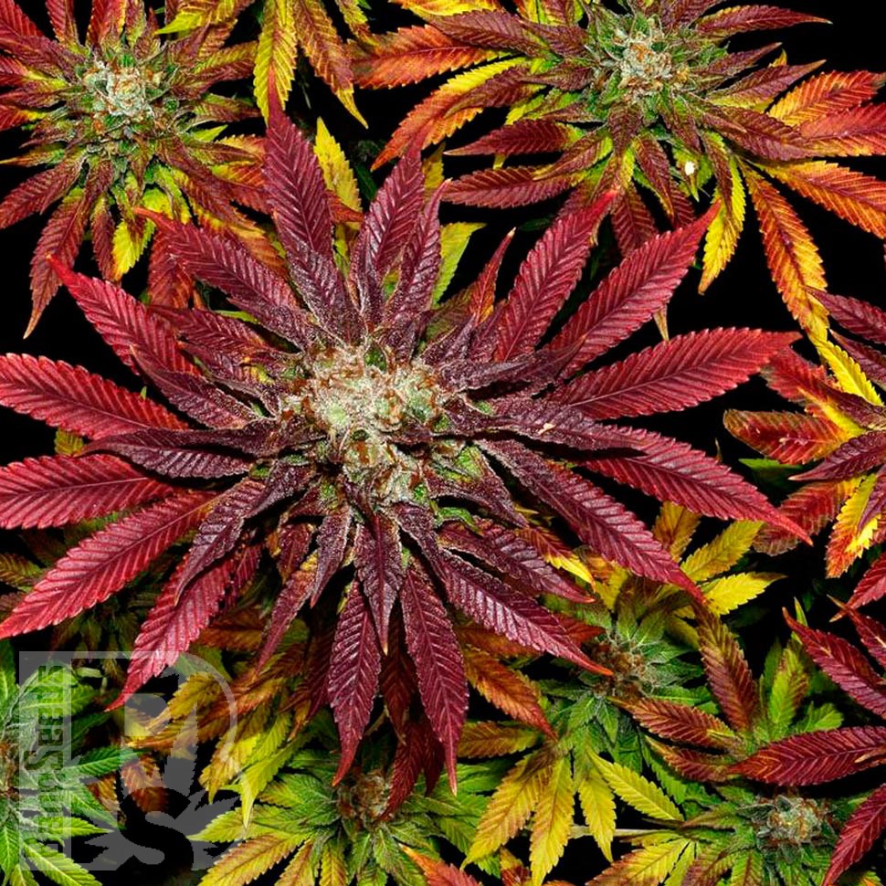 Семена конопли  Auto Mintz feminised Ganja Seeds Семена конопли  Auto Mintz feminised Ganja Seeds