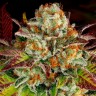 Семена конопли  Auto Mintz feminised Ganja Seeds Семена конопли  Auto Mintz feminised Ganja Seeds
