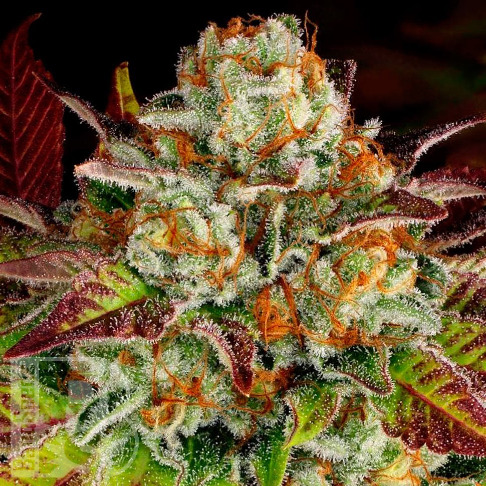 Семена конопли  Auto Mintz feminised Ganja Seeds Семена конопли  Auto Mintz feminised Ganja Seeds