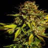 Семена конопли  Auto Mintz feminised Ganja Seeds Семена конопли  Auto Mintz feminised Ganja Seeds