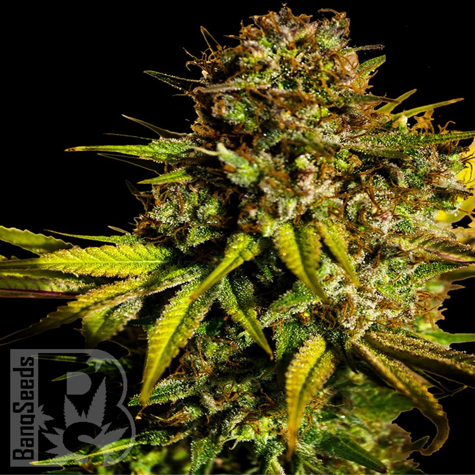 Семена конопли  Auto Mintz feminised Ganja Seeds Семена конопли  Auto Mintz feminised Ganja Seeds