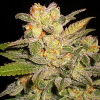Auto Mango feminised Ganja Seeds