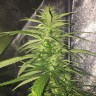 купить урожайные семена конопли Auto Mango feminised купить урожайные семена конопли Auto Mango feminised