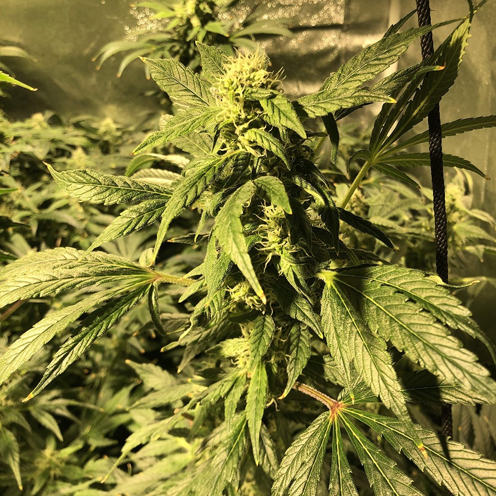 купить семена конопли недорого Haze reg купить семена конопли недорого Haze reg