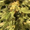 купить семена конопли в Казахстан Haze reg купить семена конопли в Казахстан Haze reg