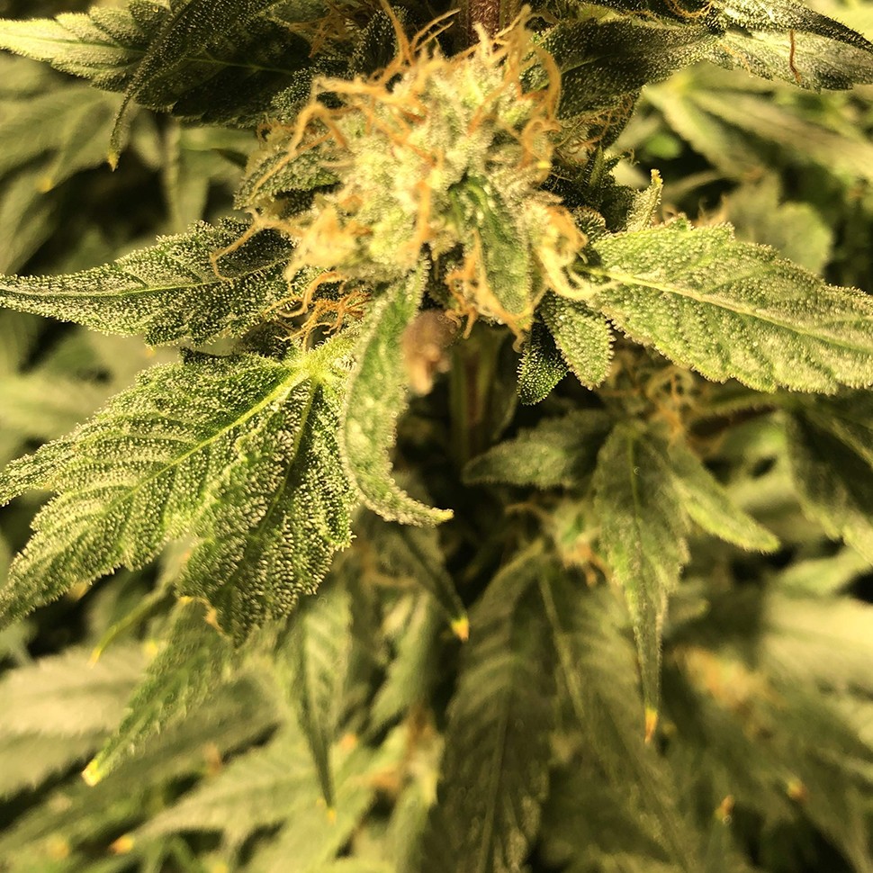 купить семена конопли в Казахстан Haze reg купить семена конопли в Казахстан Haze reg