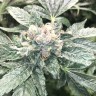 заказать качественные семена конопли Haze reg заказать качественные семена конопли Haze reg