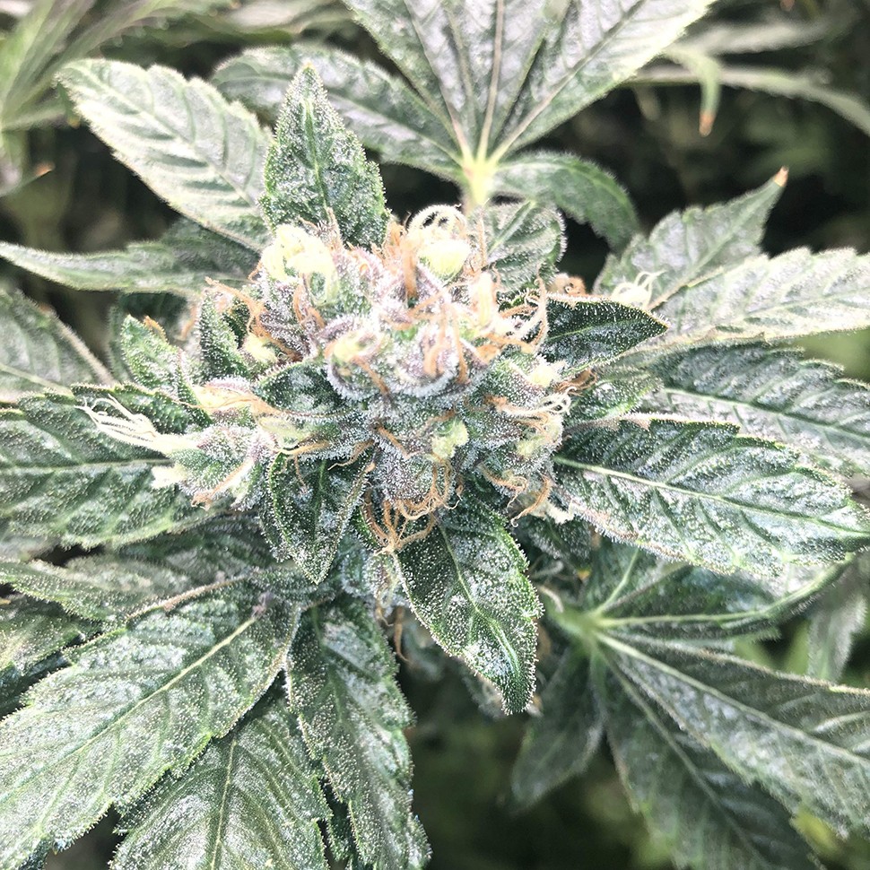 Семена каннабиса  Haze regular Ganja Seeds