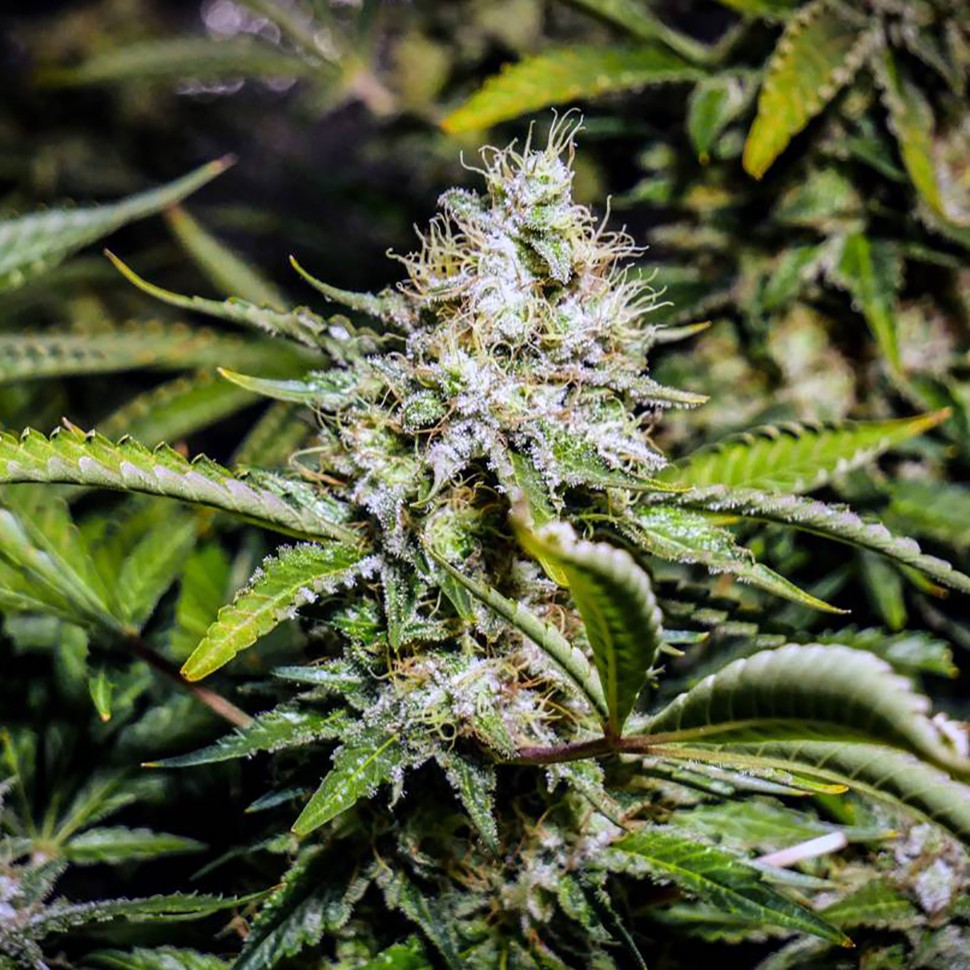 Семена ганжа  Auto Tutankhamon feminised Ganja Seeds