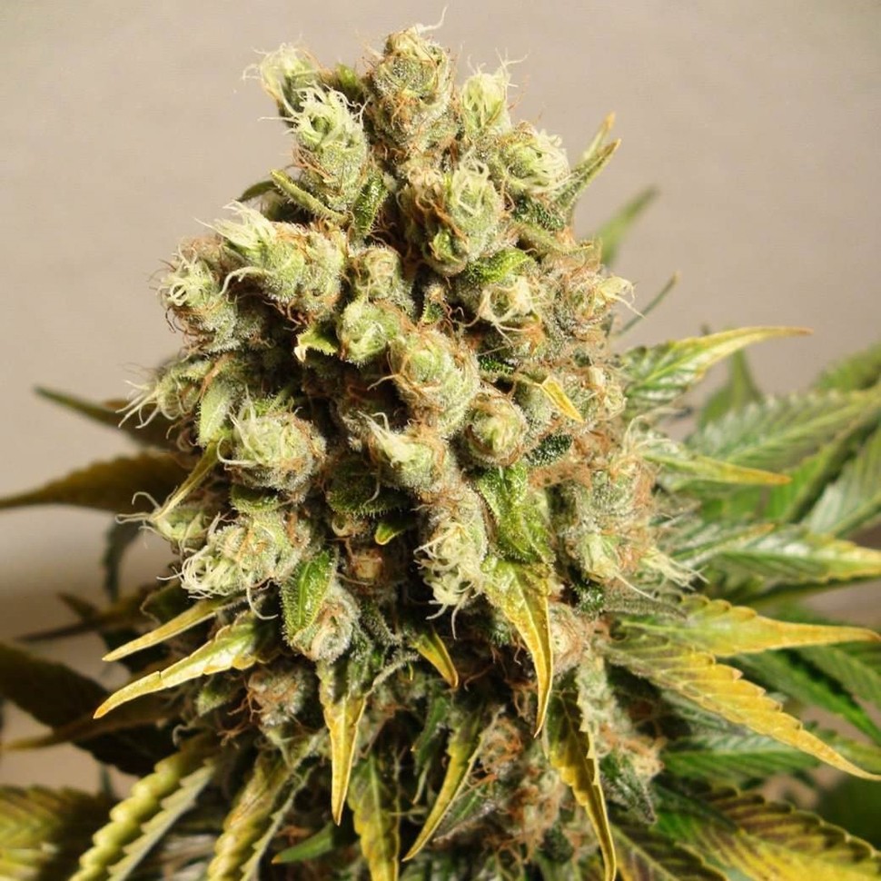 Семена конопли  Ganesh Spirit regular Ganja Seeds
