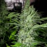 купить семена конопли с доставкой Auto Amnesia feminised купить семена конопли с доставкой Auto Amnesia feminised