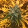 семена конопли Sage n Sour feminised Ganja Seeds семена конопли Sage n Sour feminised Ganja Seeds