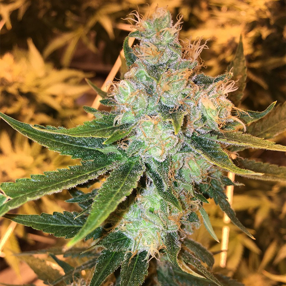 семена каннабиса Sage n Sour feminised Ganja Seeds семена каннабиса Sage n Sour feminised Ganja Seeds