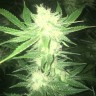 Семена марихуаны  Sage n Sour feminised Ganja Seeds Семена марихуаны  Sage n Sour feminised Ganja Seeds