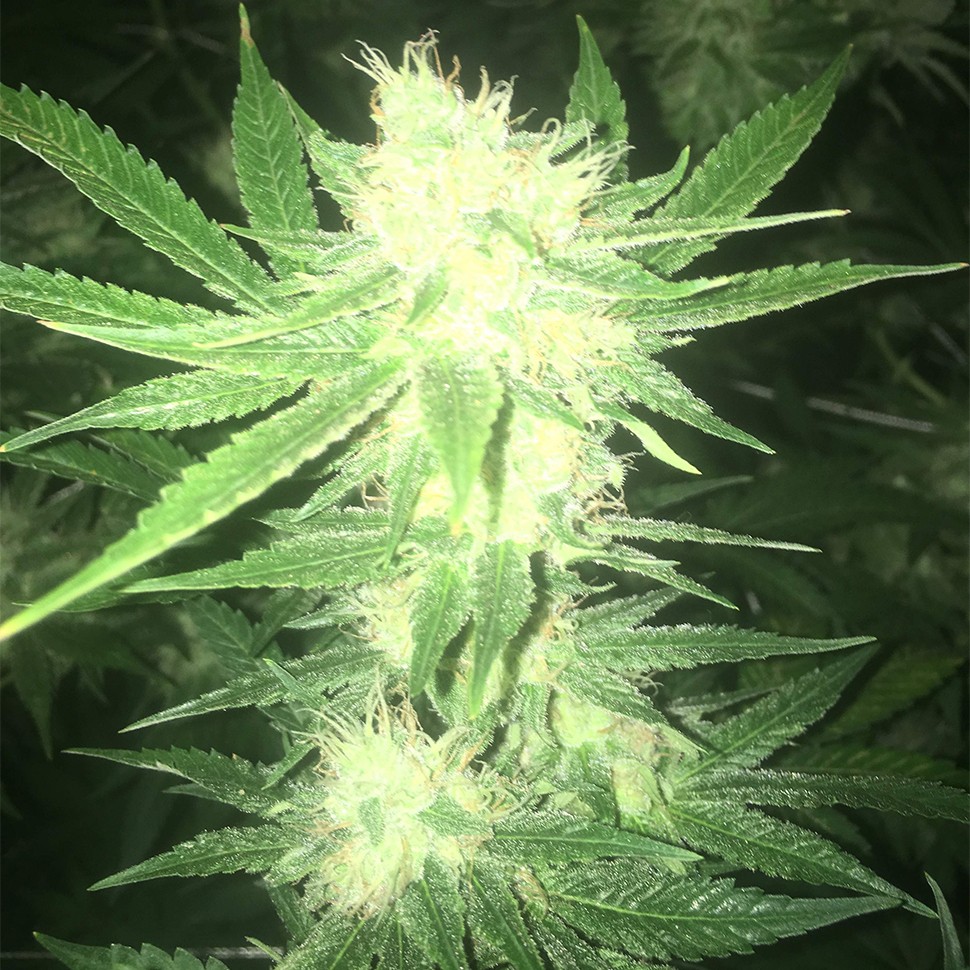 Семена марихуаны  Sage n Sour feminised Ganja Seeds Семена марихуаны  Sage n Sour feminised Ganja Seeds