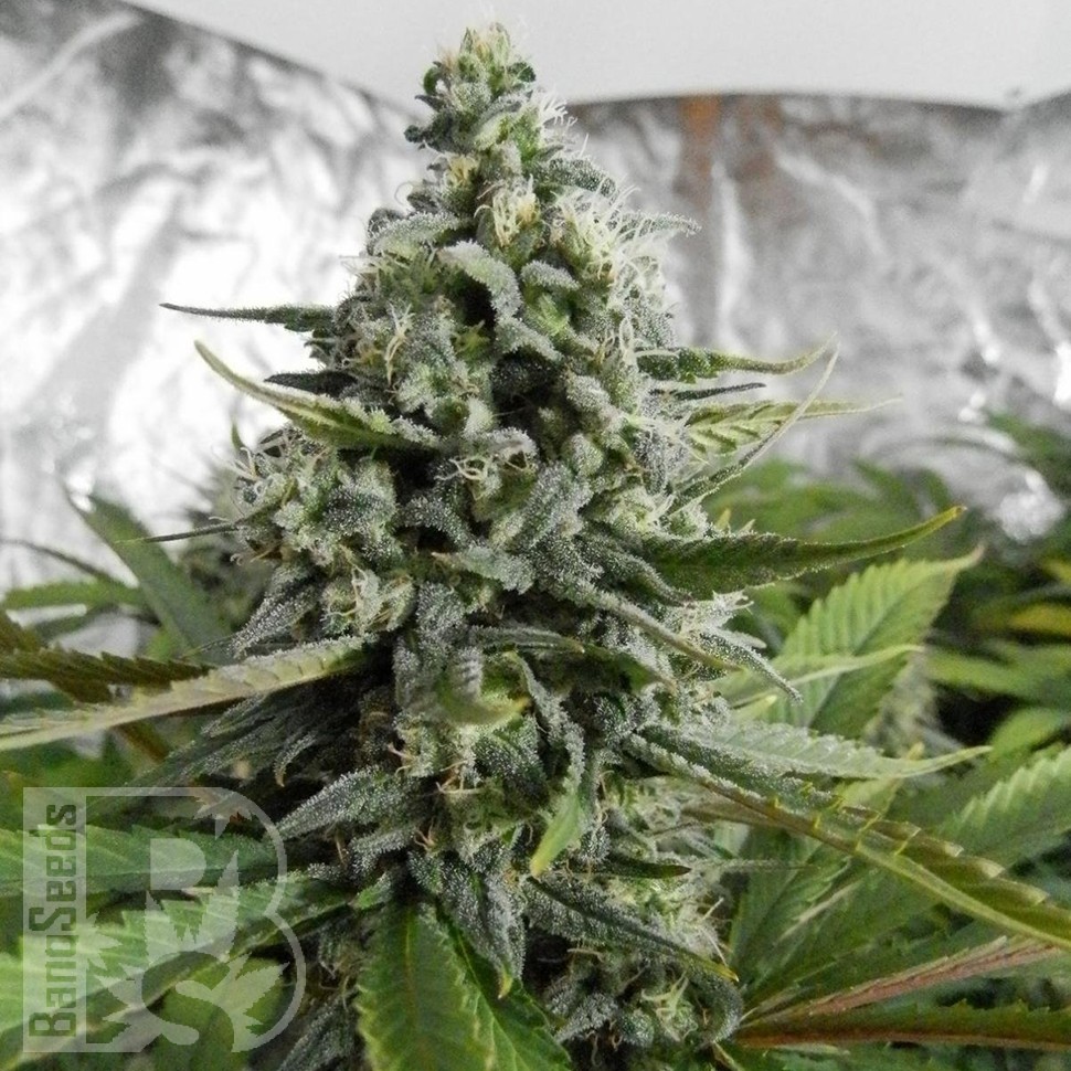Семена марихуаны  Auto Deimos feminised Ganja Seeds