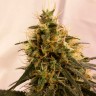 Семена конопли  Auto Pineapple Chunk feminised Ganja Seeds Семена конопли  Auto Pineapple Chunk feminised Ganja Seeds
