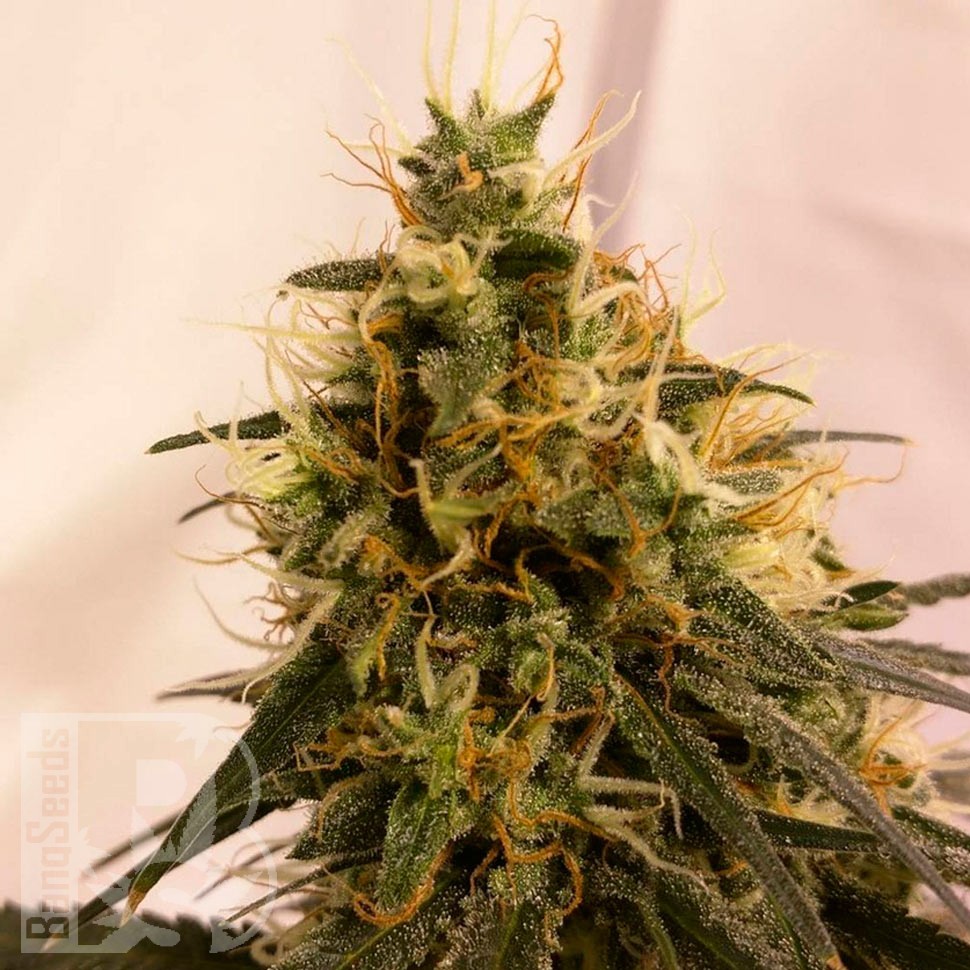 Семена конопли  Auto Pineapple Chunk feminised Ganja Seeds
