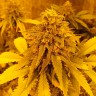 Семена конопли  Auto Pineapple Chunk feminised Ganja Seeds Семена конопли  Auto Pineapple Chunk feminised Ganja Seeds