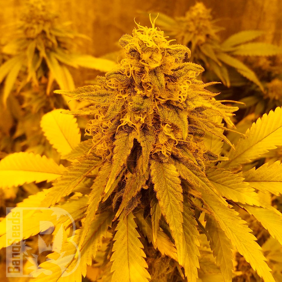 Семена конопли  Auto Pineapple Chunk feminised Ganja Seeds Семена конопли  Auto Pineapple Chunk feminised Ganja Seeds