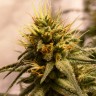 Семена конопли  Auto Pineapple Chunk feminised Ganja Seeds Семена конопли  Auto Pineapple Chunk feminised Ganja Seeds