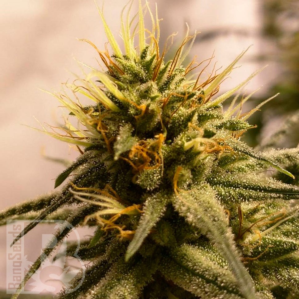 Семена конопли  Auto Pineapple Chunk feminised Ganja Seeds Семена конопли  Auto Pineapple Chunk feminised Ganja Seeds