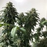 заказать семена конопли Jack reg заказать семена конопли Jack reg