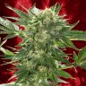 купить семена конопли Auto White Russian XXL feminised купить семена конопли Auto White Russian XXL feminised