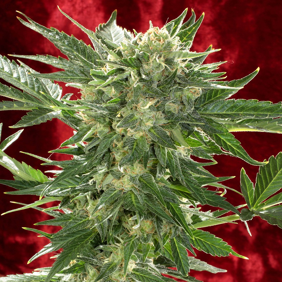 Семена ганжа  Auto White Russian XXL feminised Ganja Seeds