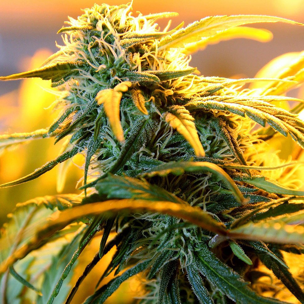 Семена конопли  Great White Russian feminised Ganja Seeds