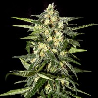 Auto Kronos feminised GanjaVIP Seeds