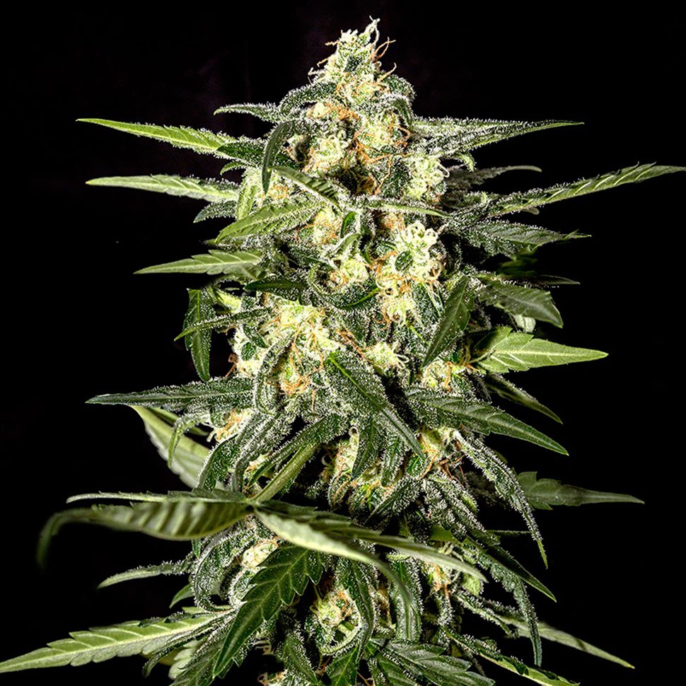 Семена каннабиса  Auto Kronos feminised GanjaVIP Seeds