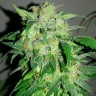 Семена каннабиса  Beshbarmak feminised Bang Seeds Семена каннабиса  Beshbarmak feminised Bang Seeds