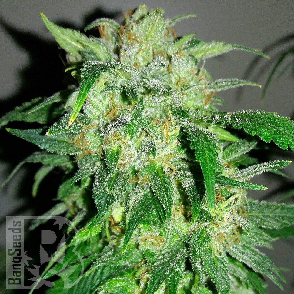 Семена каннабиса  Beshbarmak feminised Bang Seeds Семена каннабиса  Beshbarmak feminised Bang Seeds