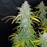 Семена каннабиса  Beshbarmak feminised Bang Seeds Семена каннабиса  Beshbarmak feminised Bang Seeds