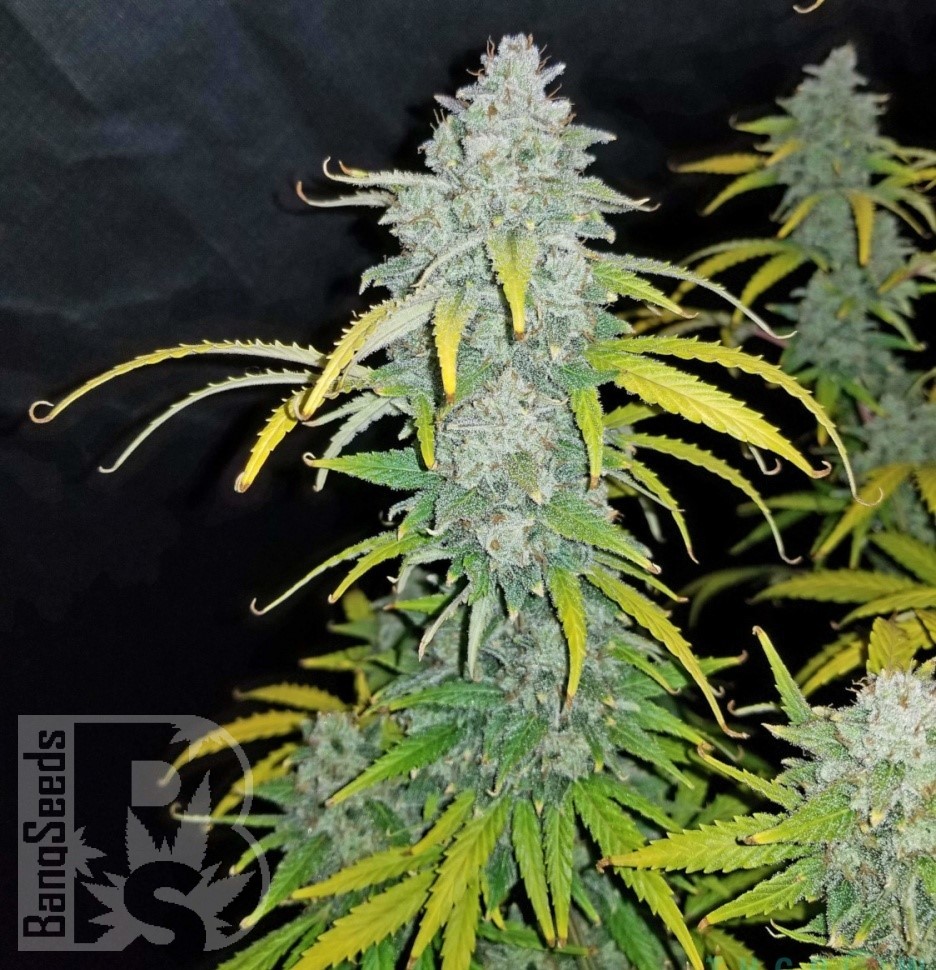 Семена каннабиса  Beshbarmak feminised Bang Seeds
