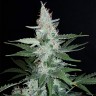 семена конопли Super Mazar feminised Ganja Seeds семена конопли Super Mazar feminised Ganja Seeds