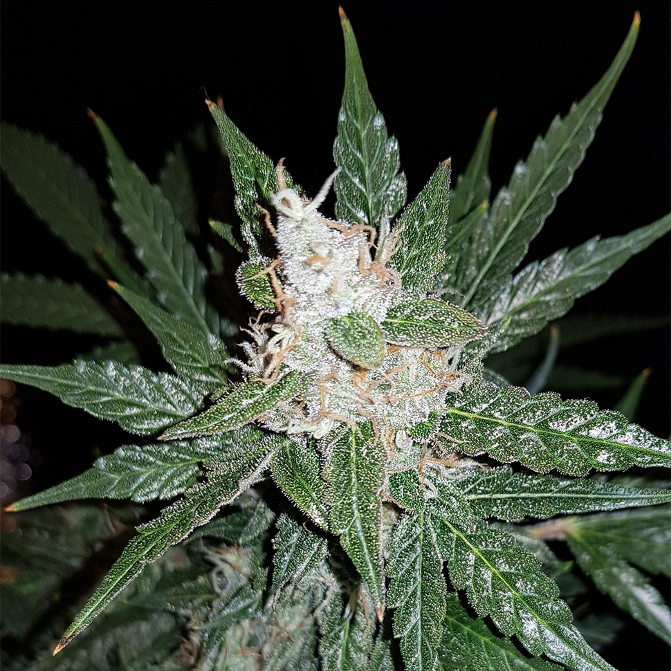 семена каннабиса Super Mazar feminised Ganja Seeds семена каннабиса Super Mazar feminised Ganja Seeds