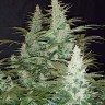 Super Mazar feminised Ganja Seeds Super Mazar feminised Ganja Seeds