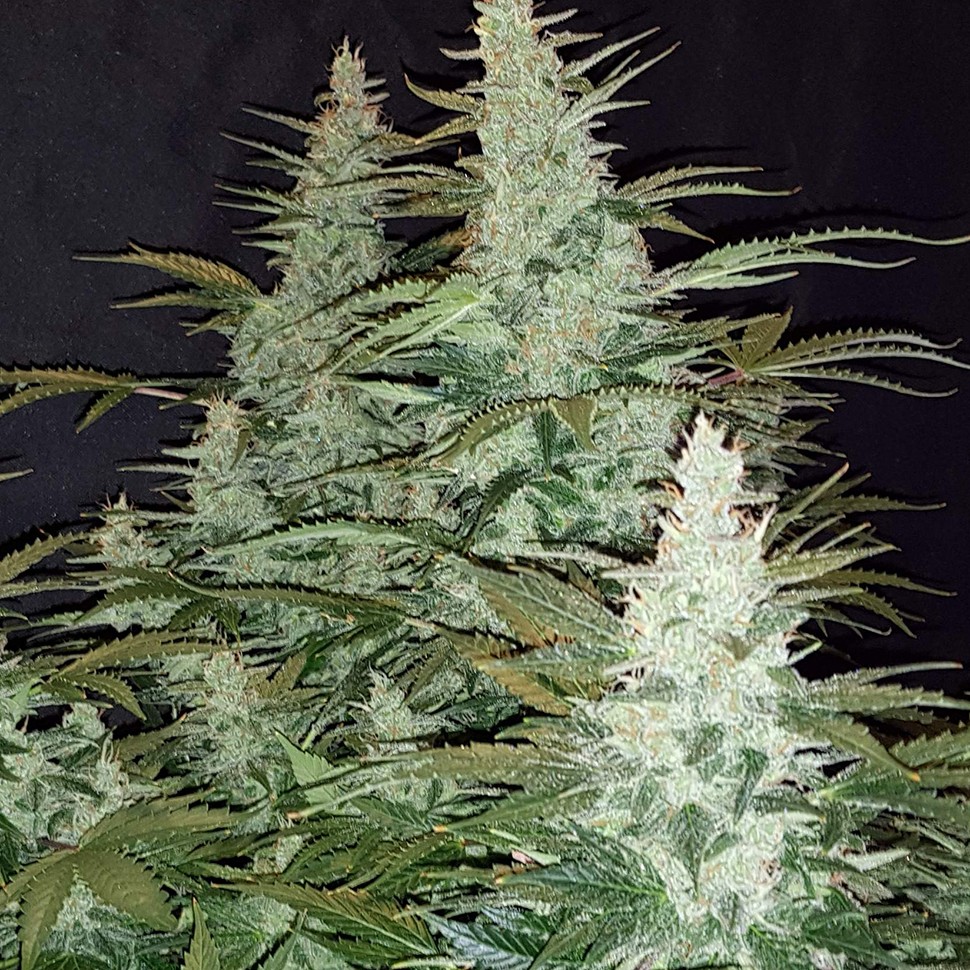 Super Mazar feminised Ganja Seeds Super Mazar feminised Ganja Seeds