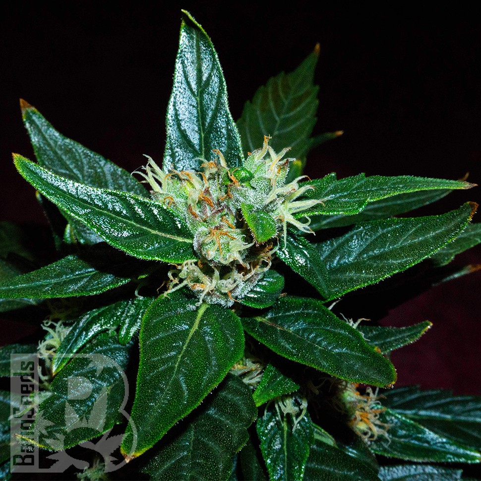 Семена каннабиса  Auto Dedoverde Haze feminised Ganja Seeds