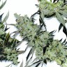 Dr. Feelgood feminised Ganja Seeds Dr. Feelgood feminised Ganja Seeds